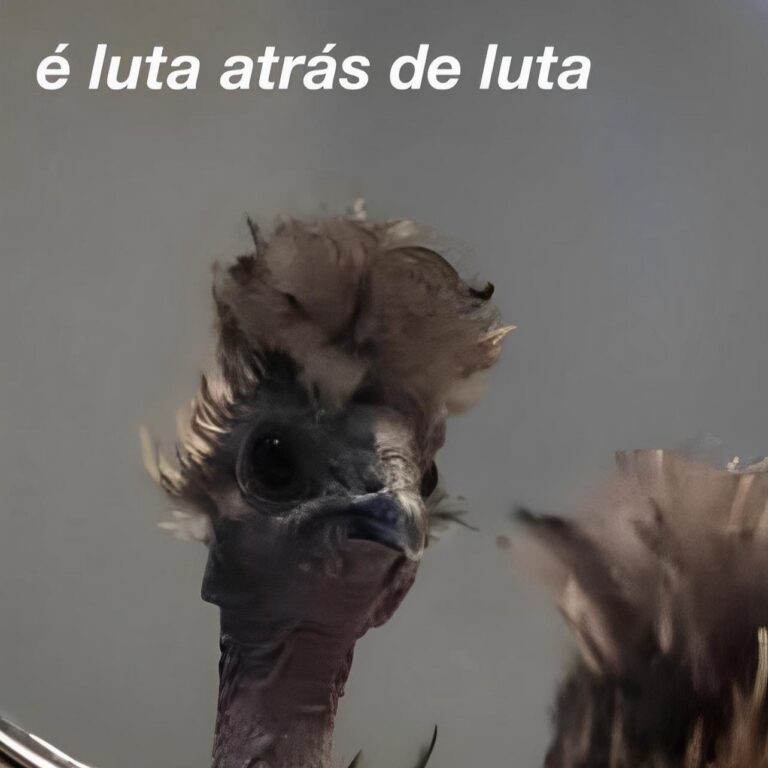 Cópia de Galinhas Inseguras (1) - o perfil usa humor para transformar inseguranças cotidianas em sátira digital