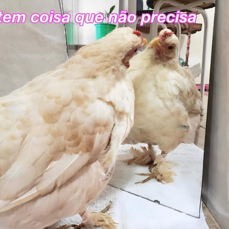 Cópia de Galinhas Inseguras (2) - o perfil usa humor para transformar inseguranças cotidianas em sátira digital
